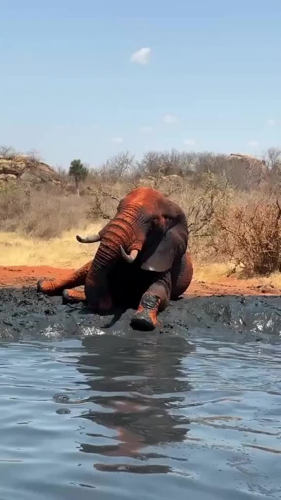 @SheldrickTrust