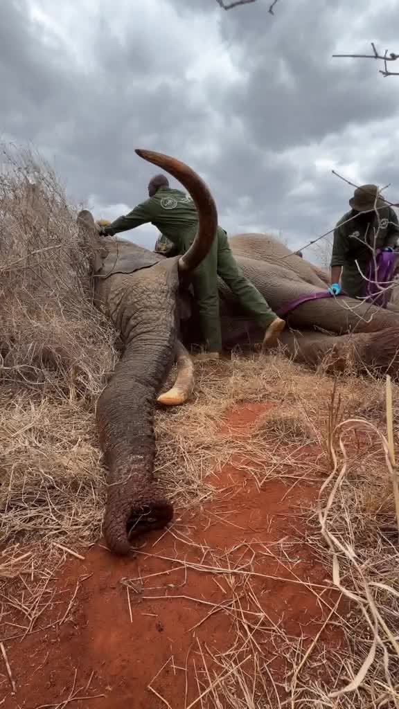@SheldrickTrust
