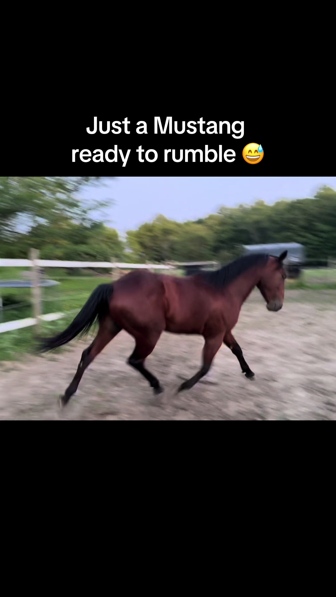 @NWPA Equine Sanctuary