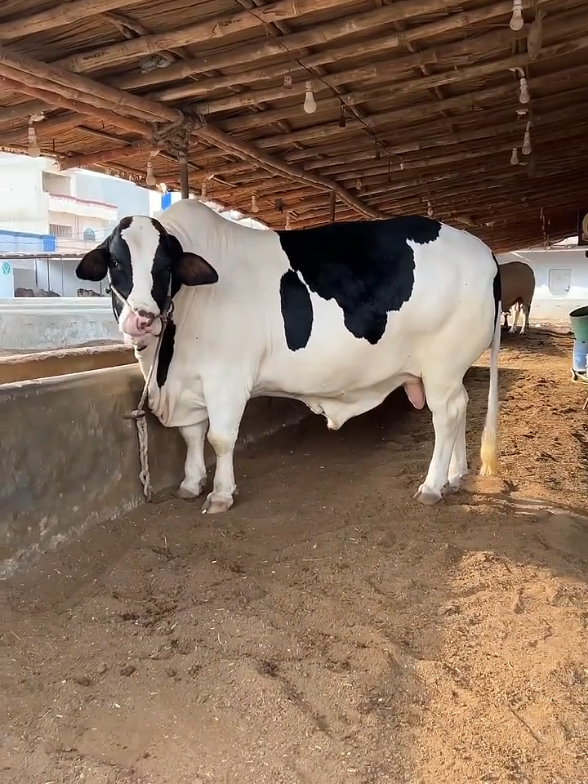 @Karachi Bull lovers