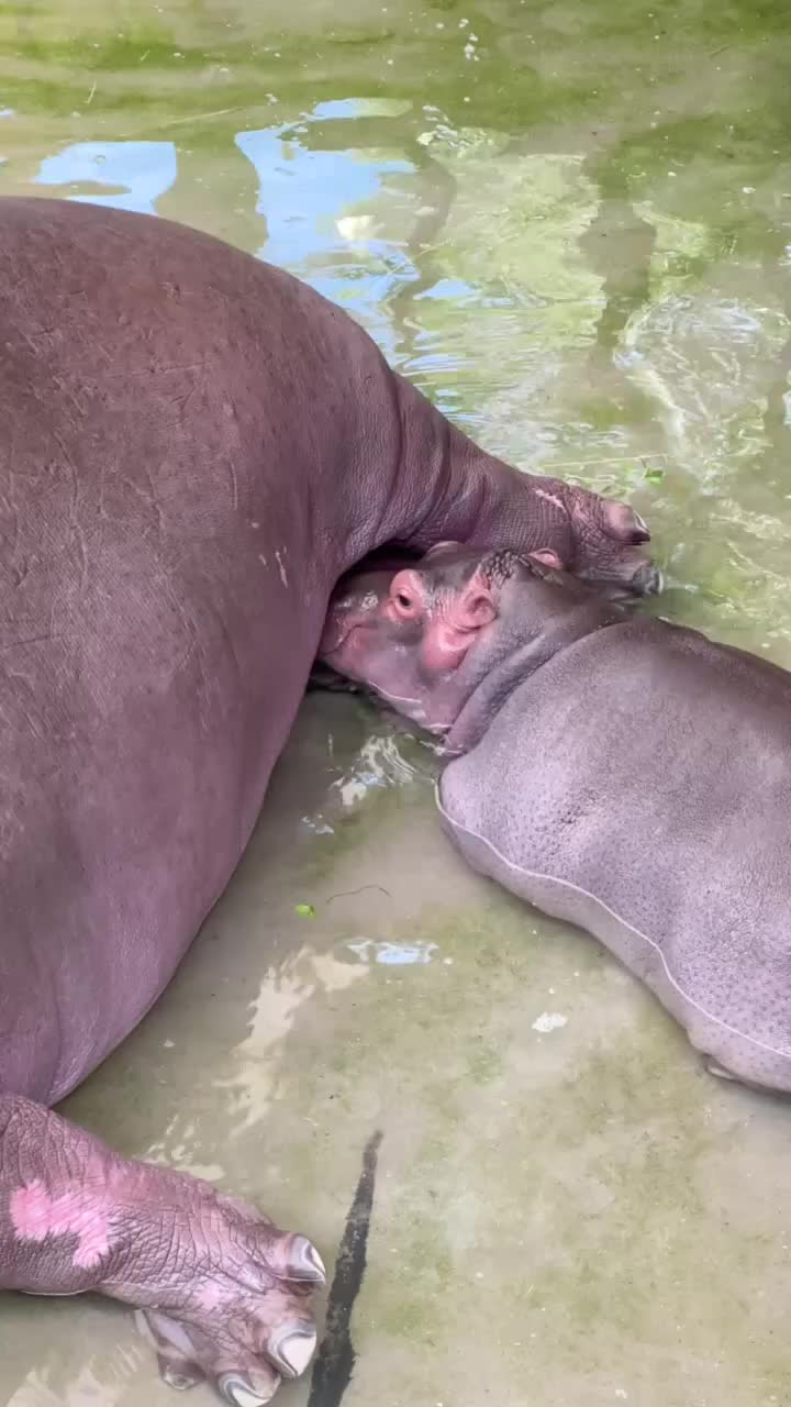 @Hippo