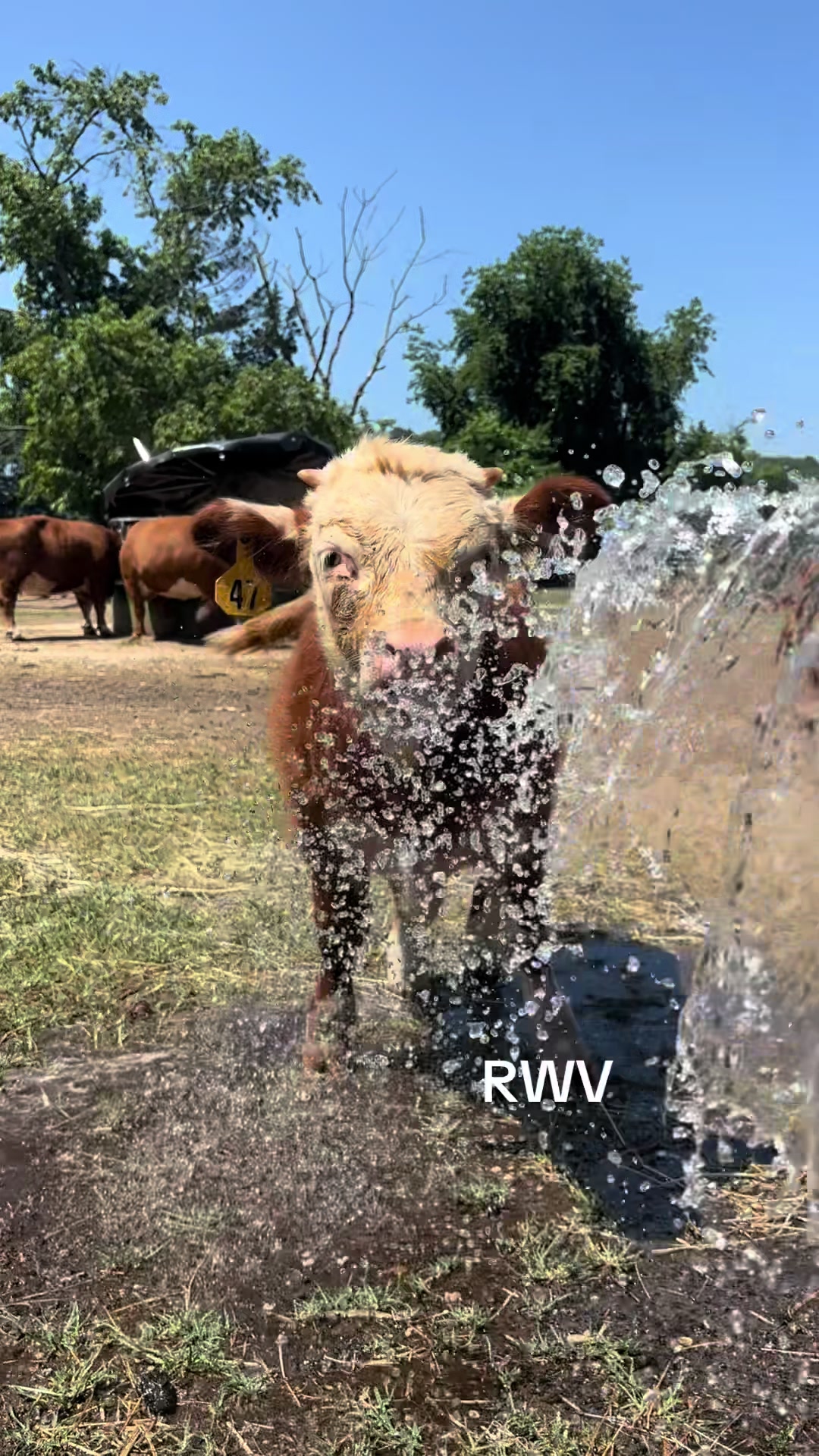 @RWV Land & Livestock