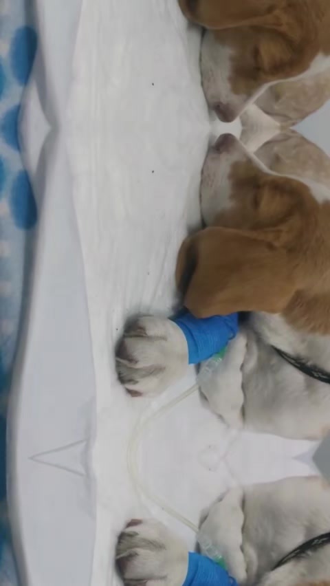 @Veterinaria Dr. C.A.M. Vet 🐩