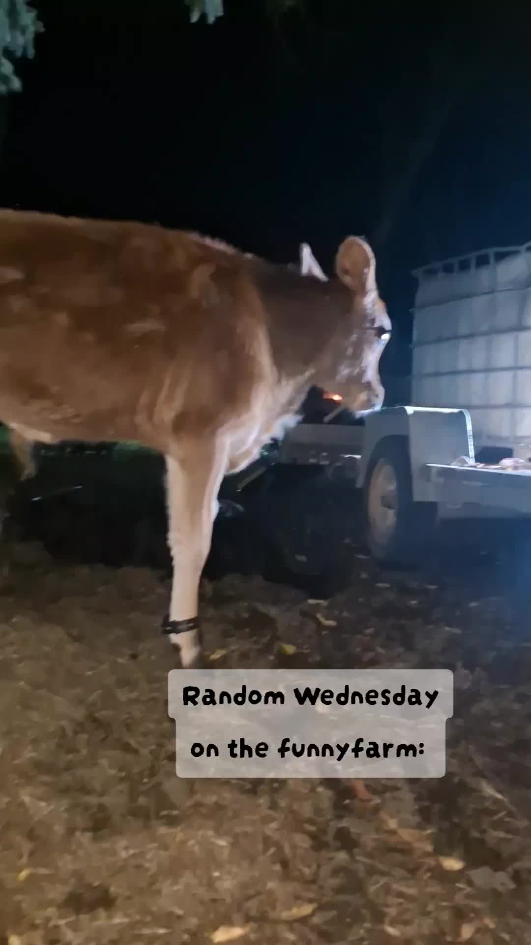 @Dakotafunnyfarm