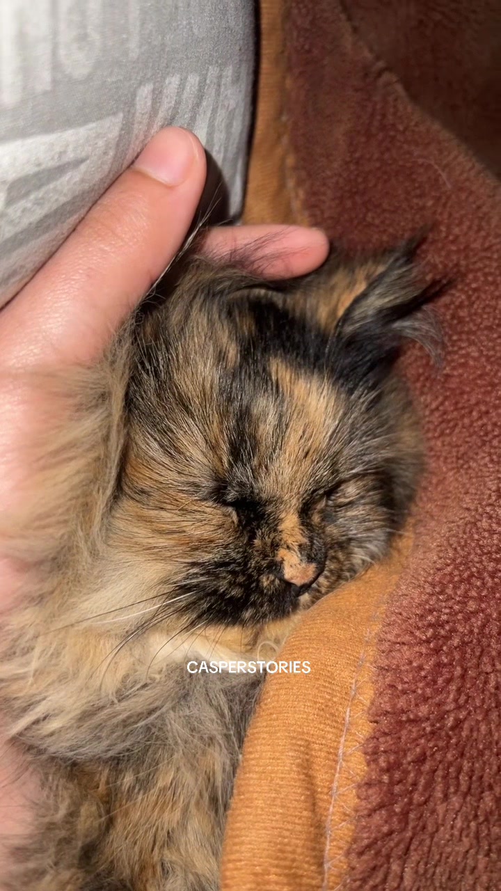 @𝑪𝒂𝒔𝒑𝒆𝒓 & 𝑴𝒊𝒏𝒏𝒊𝒆 🐾