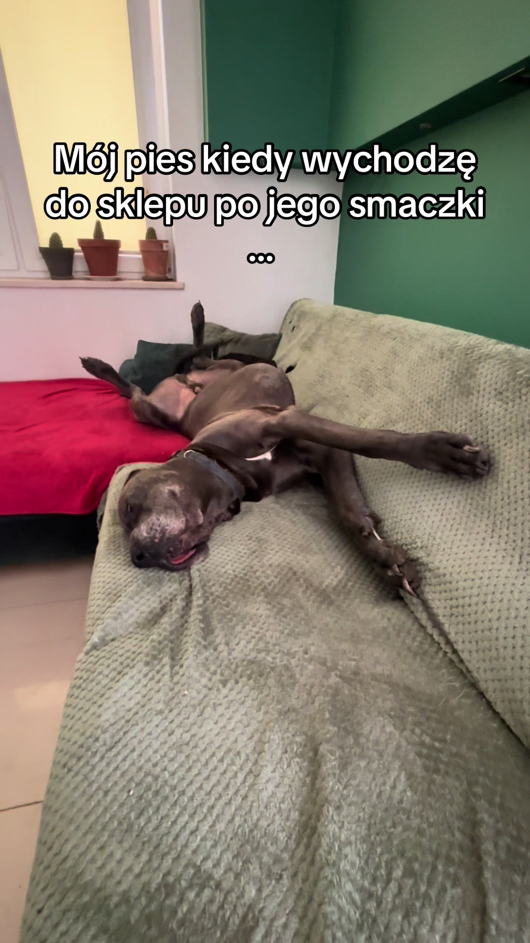 @It&rsquo;s a dog