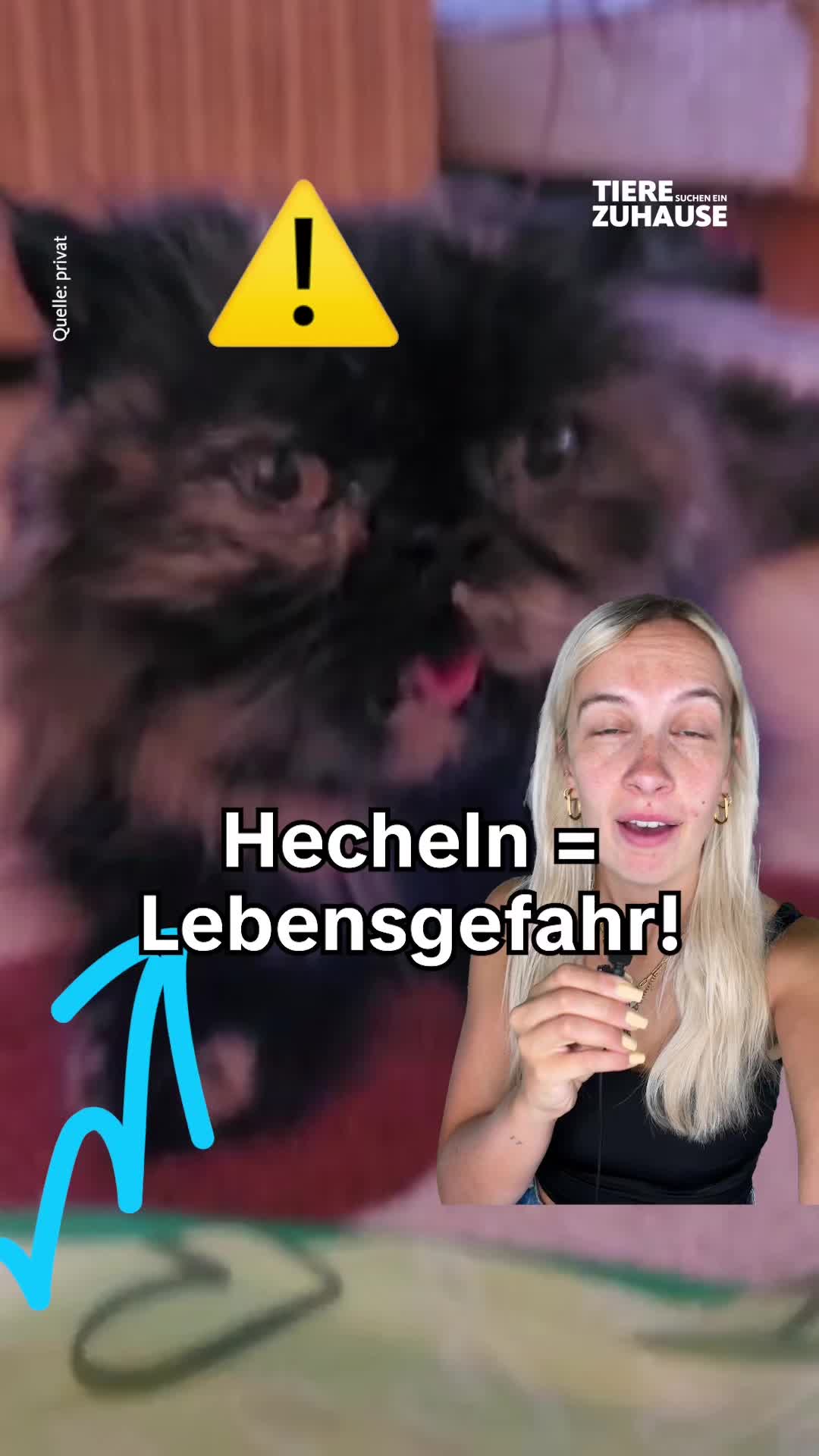 @Tiere suchen ein Zuhause