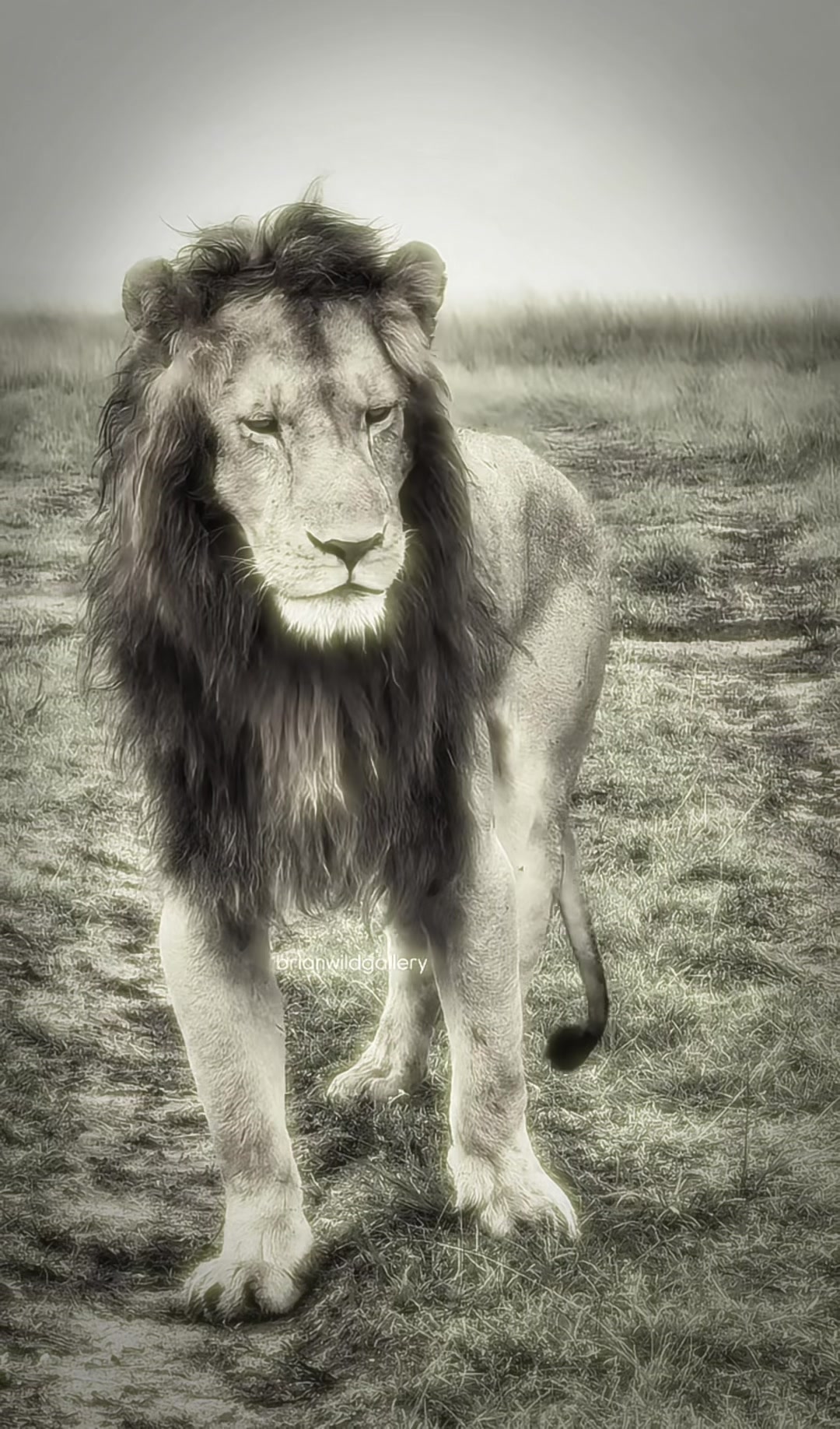 @lion_world5