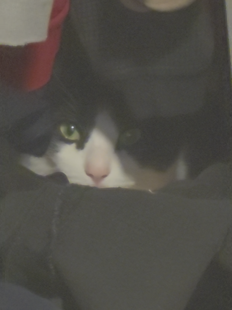 @THUGxedo Cat