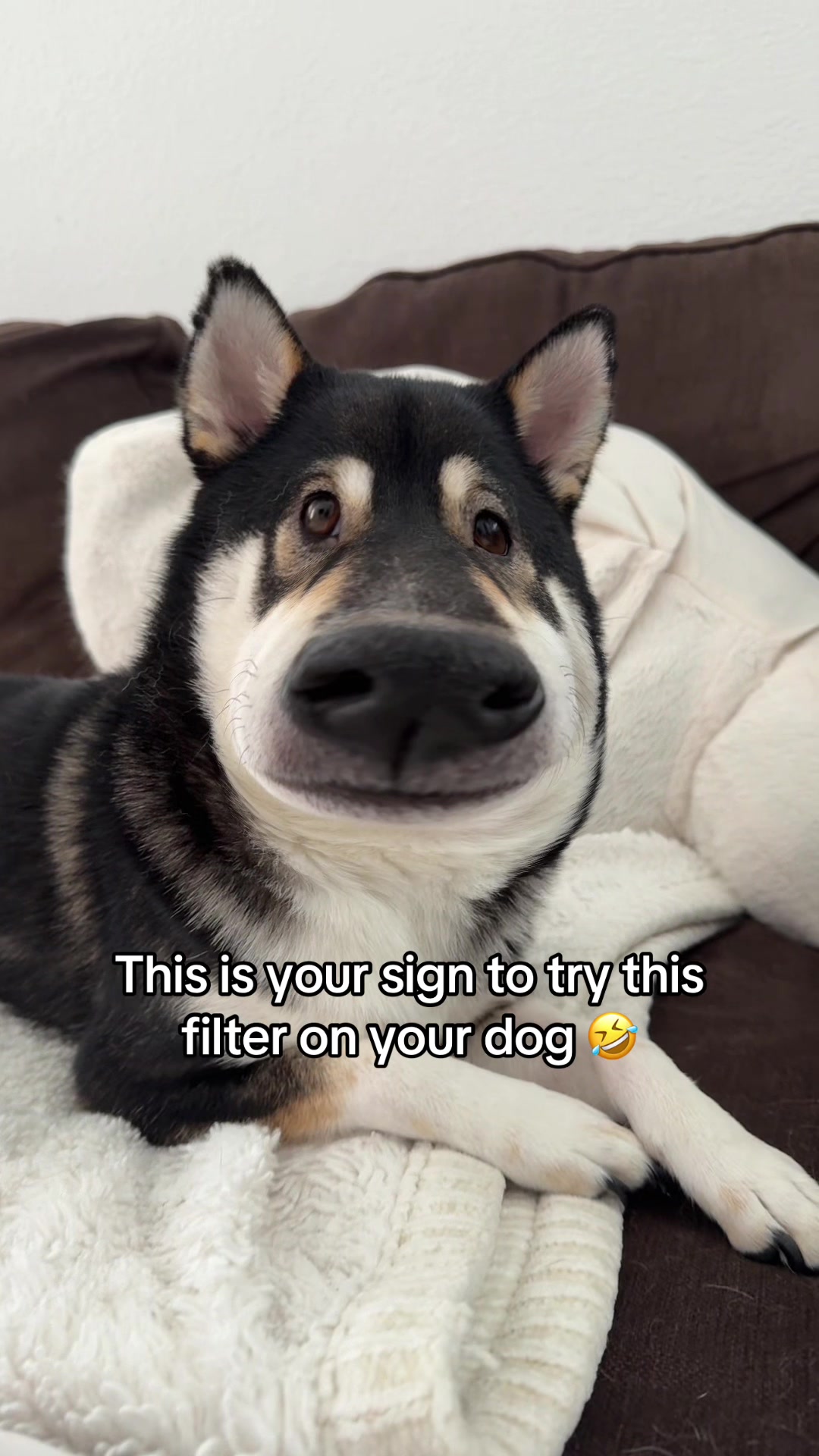 @Flock of Shibas 🐕🐕🐕