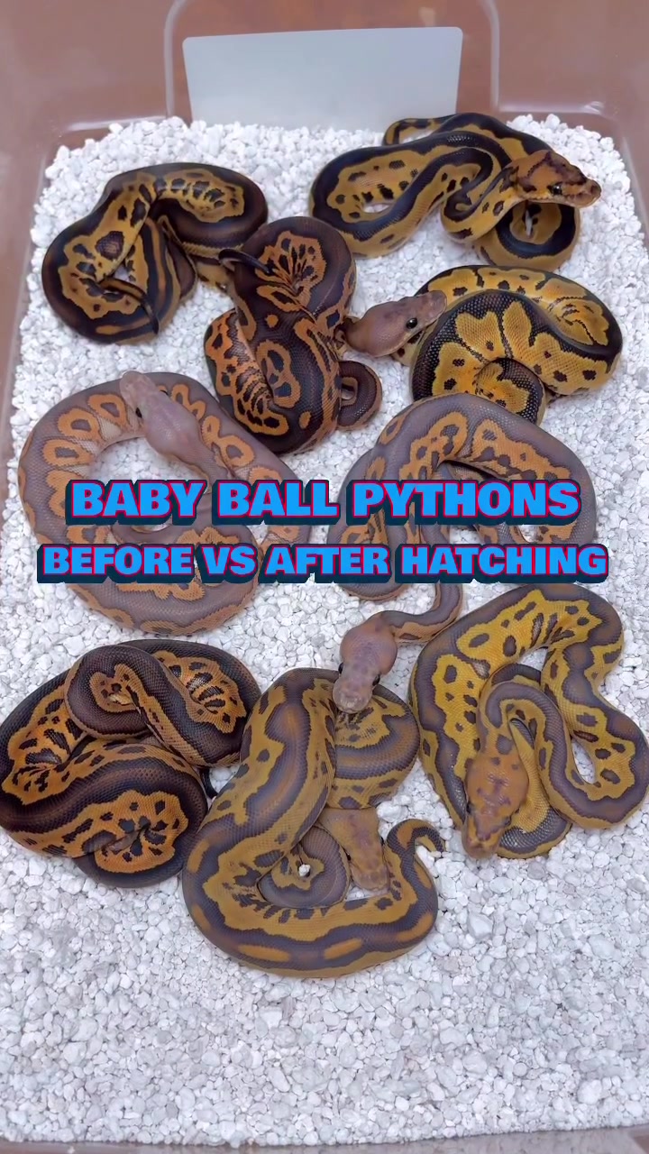 @Balls Of Fury Ball Pythons