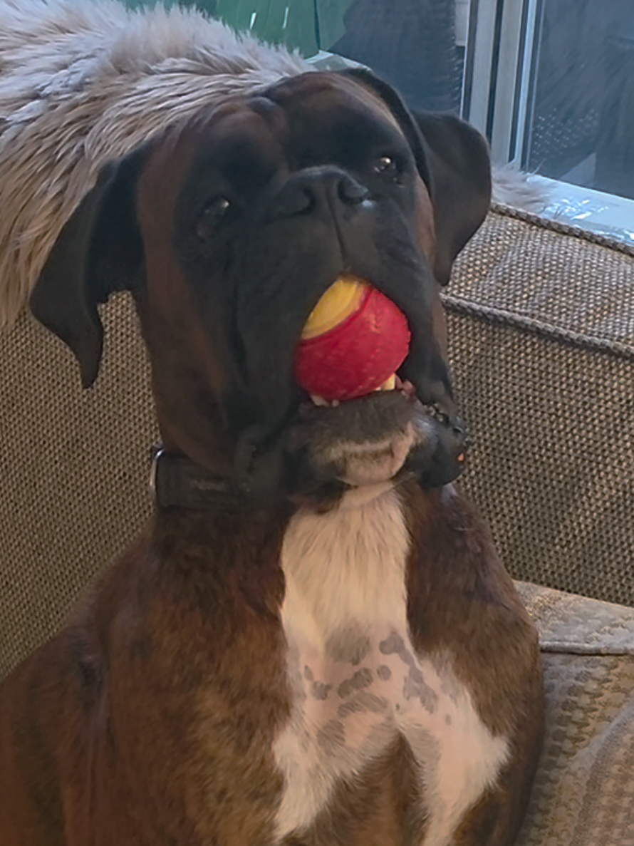 @Clive The Boxer Dog