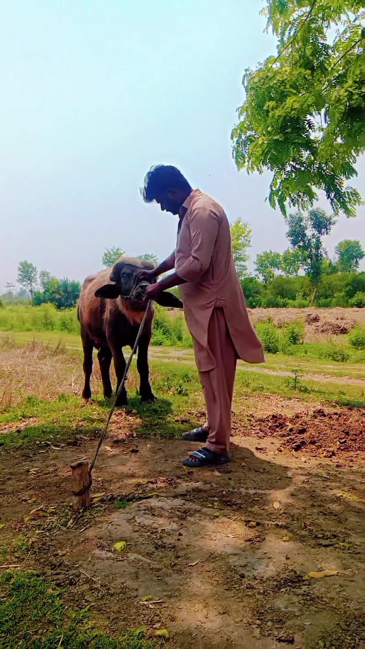 @farooqabbas517