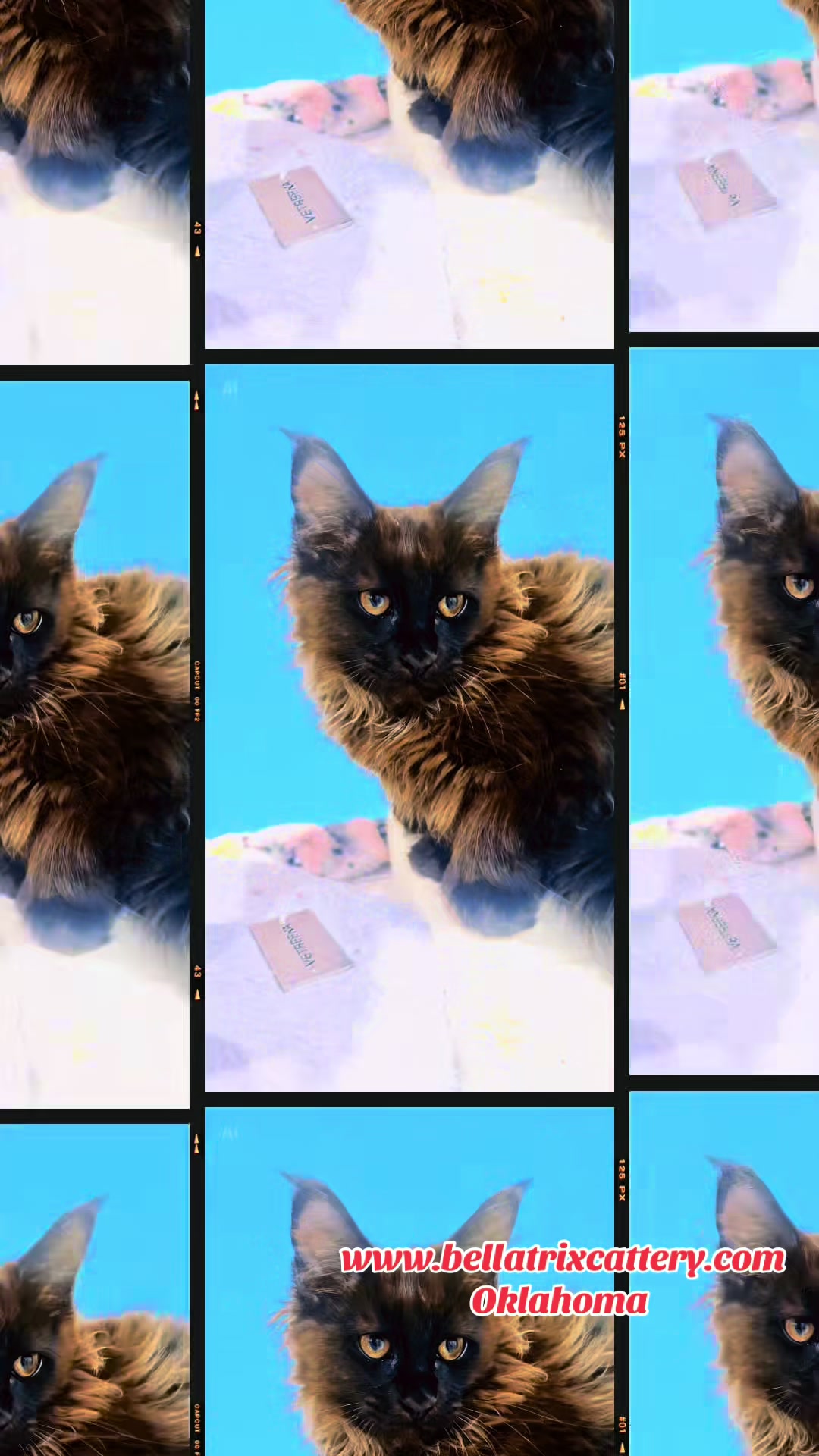 @Bellatrix Maine Coon Cattery