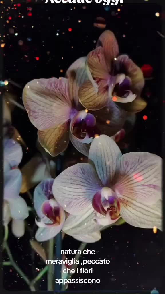 @flay 2026