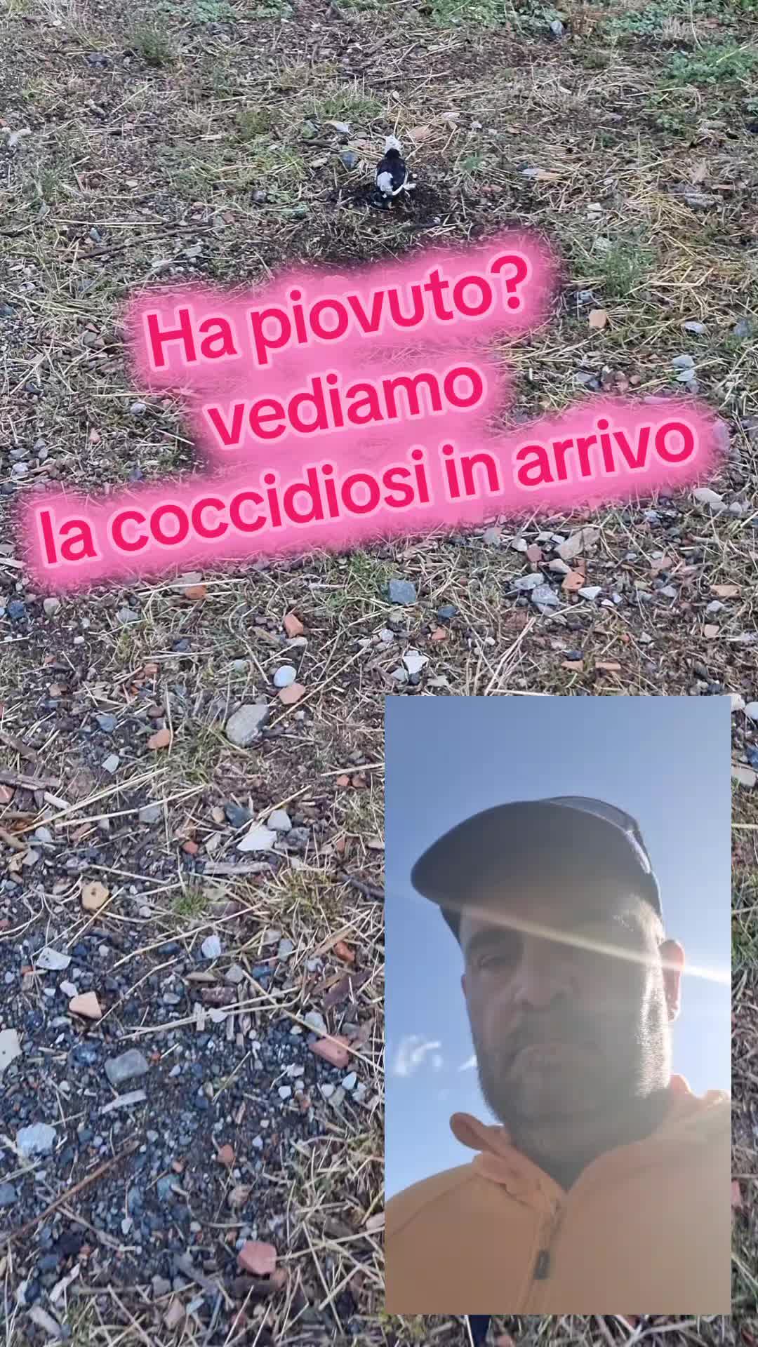 @Il leone e la gallina