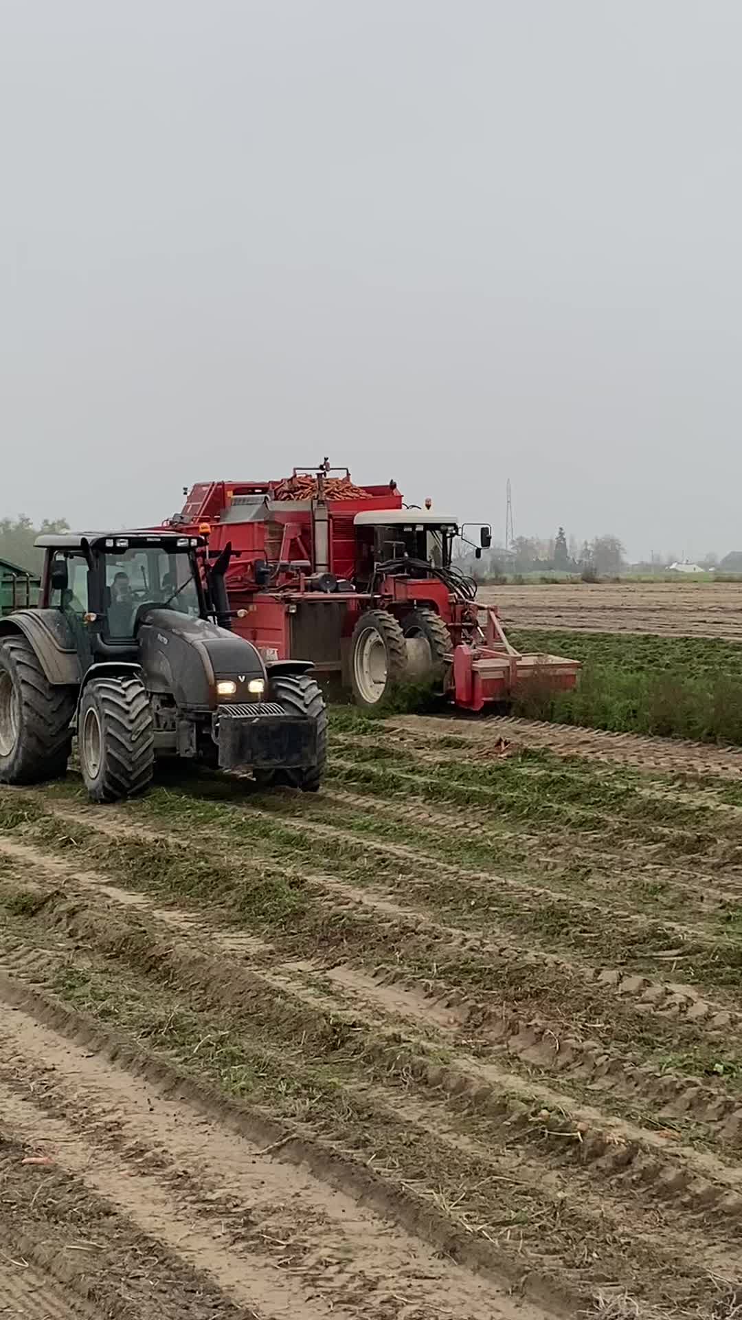 @Ćwikła agro
