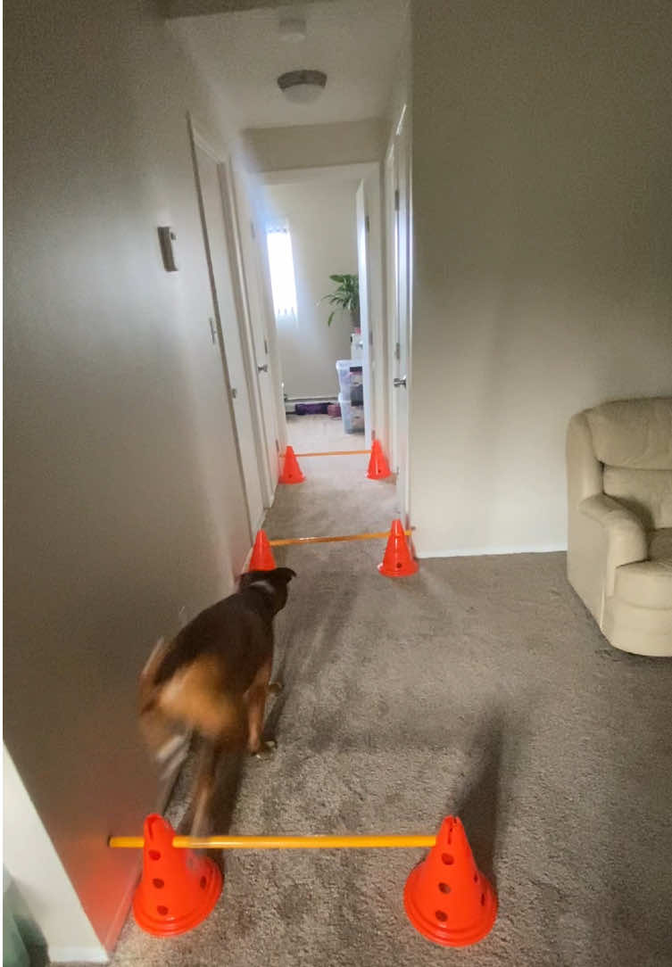 @Clyde the Boxermix