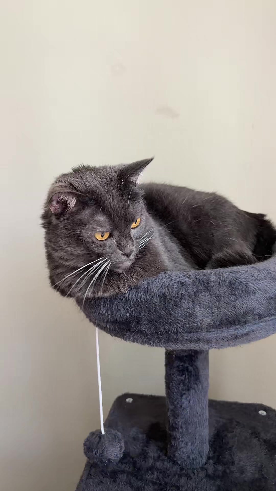 @zeldathecutecat