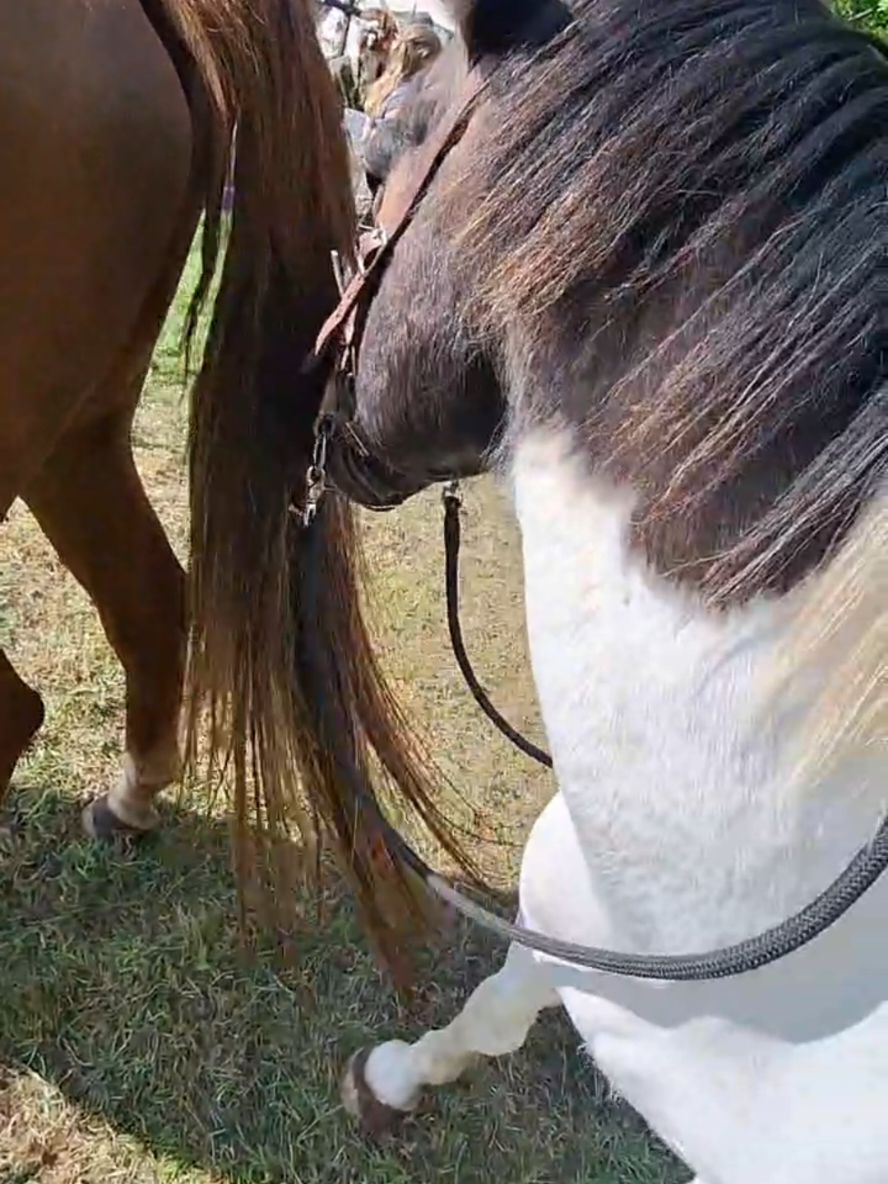 @Dino and horses
