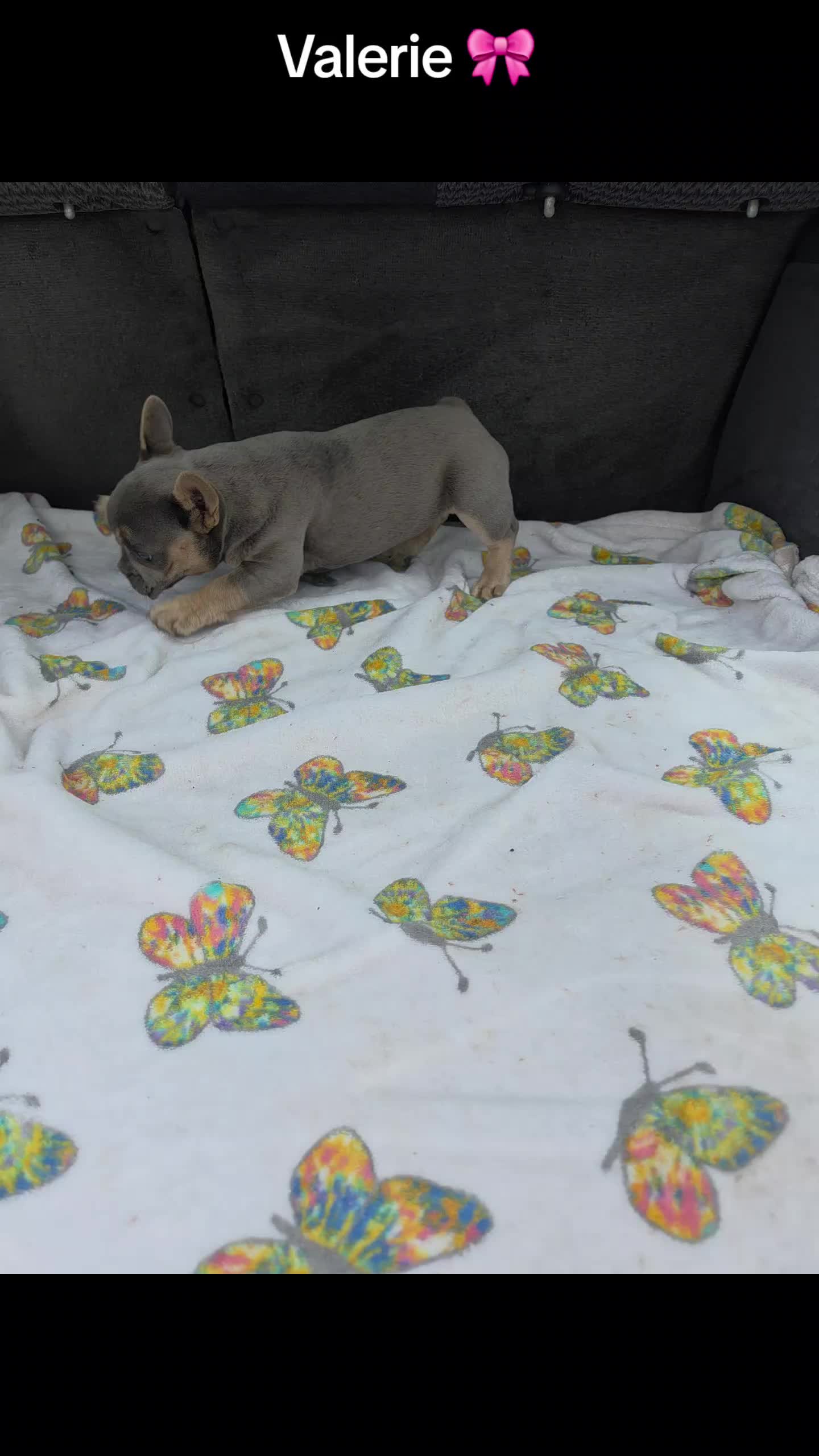 @bkrfrenchies