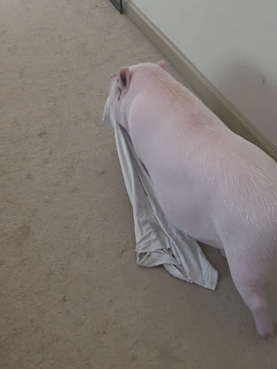 @Miss Piggsy
