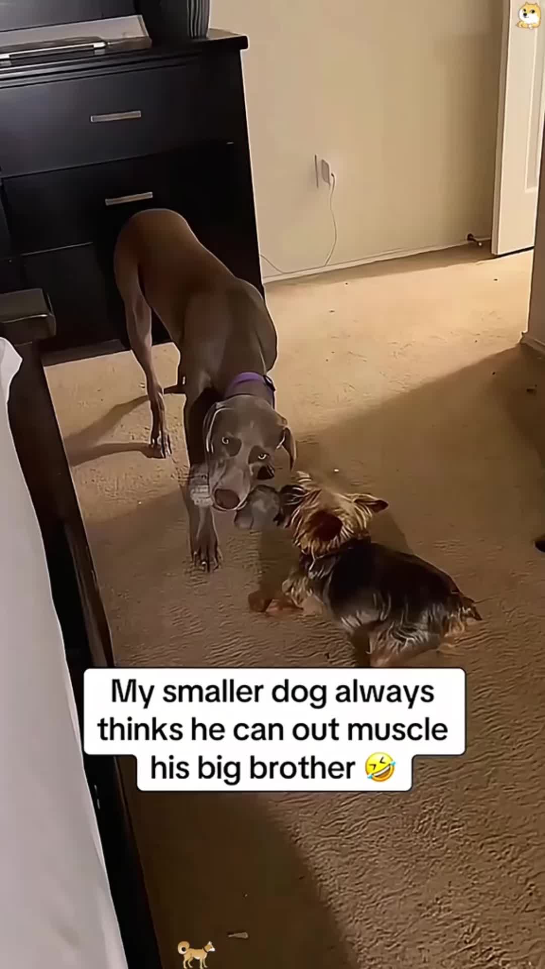 @Cute Pets TV