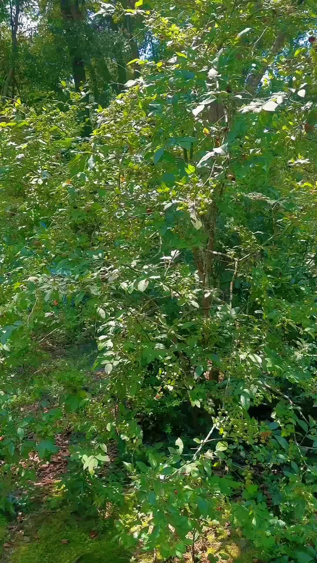 @Forestfairryoracle