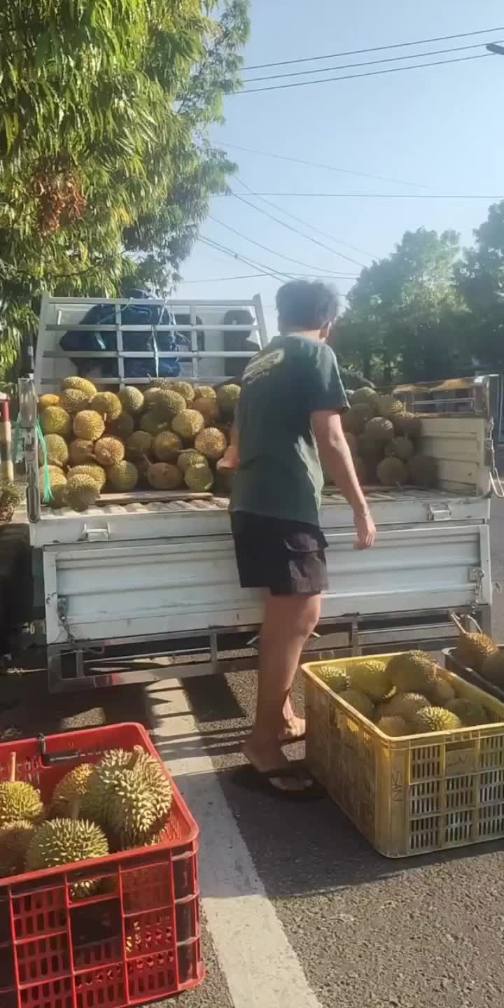 @Kenzhi Durian Tuban
