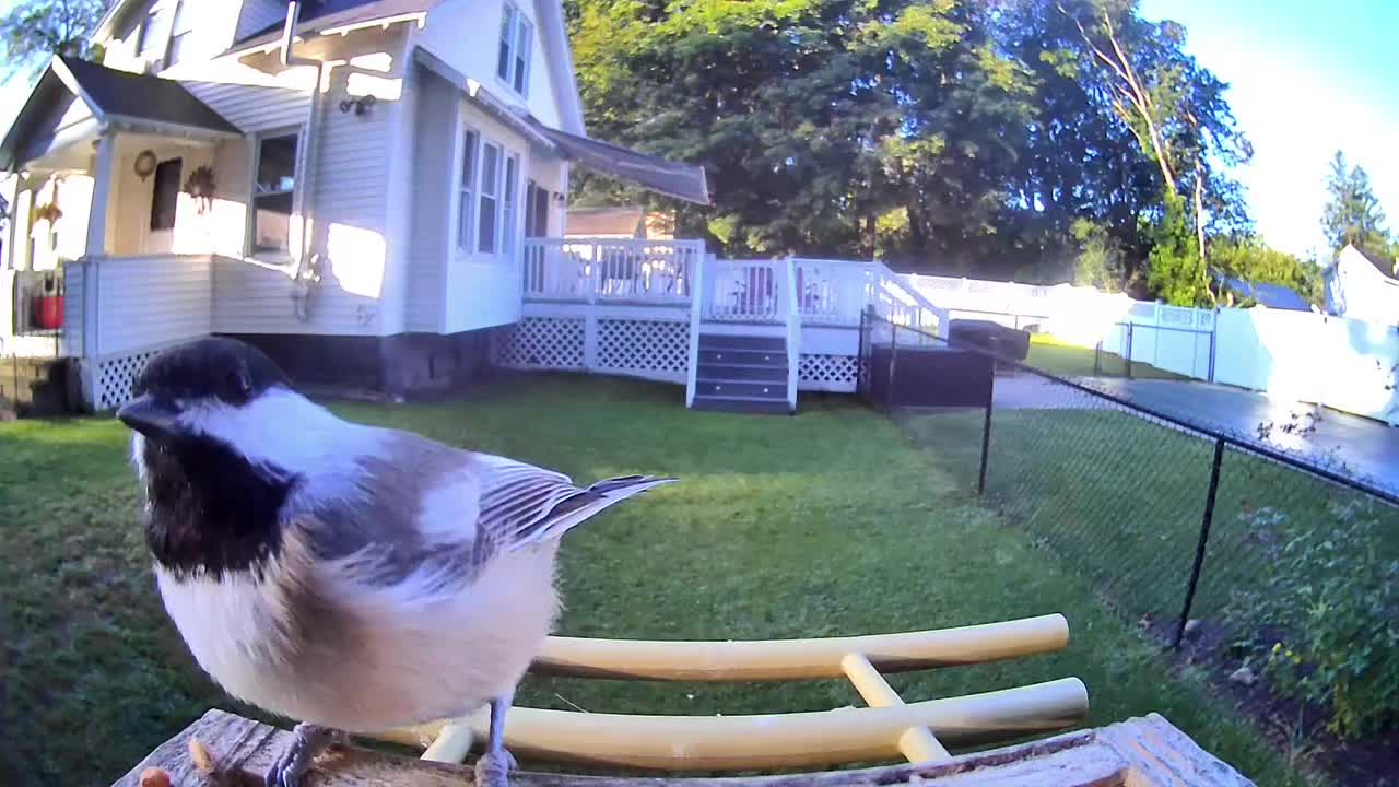 @OnlyBirds518