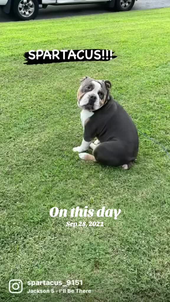 @Zora the bulldog