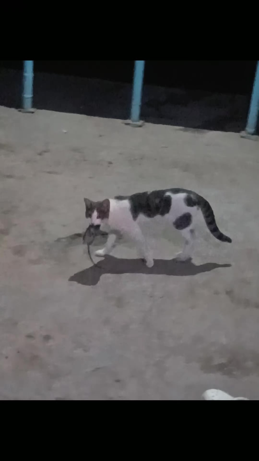@Rəsul Dərviş