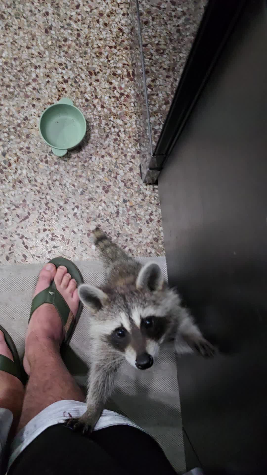 @Roxanne the Raccoon