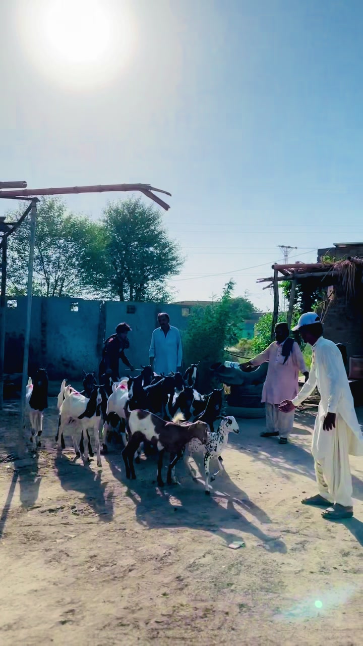 @✨.زاهد سولنگي واپاري. 🐐