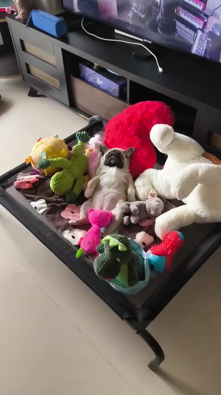 @Pug Puppies world 🐶❤️