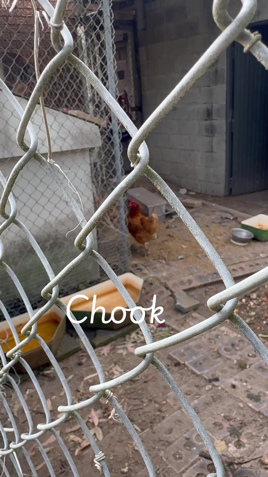 @Chook Lion