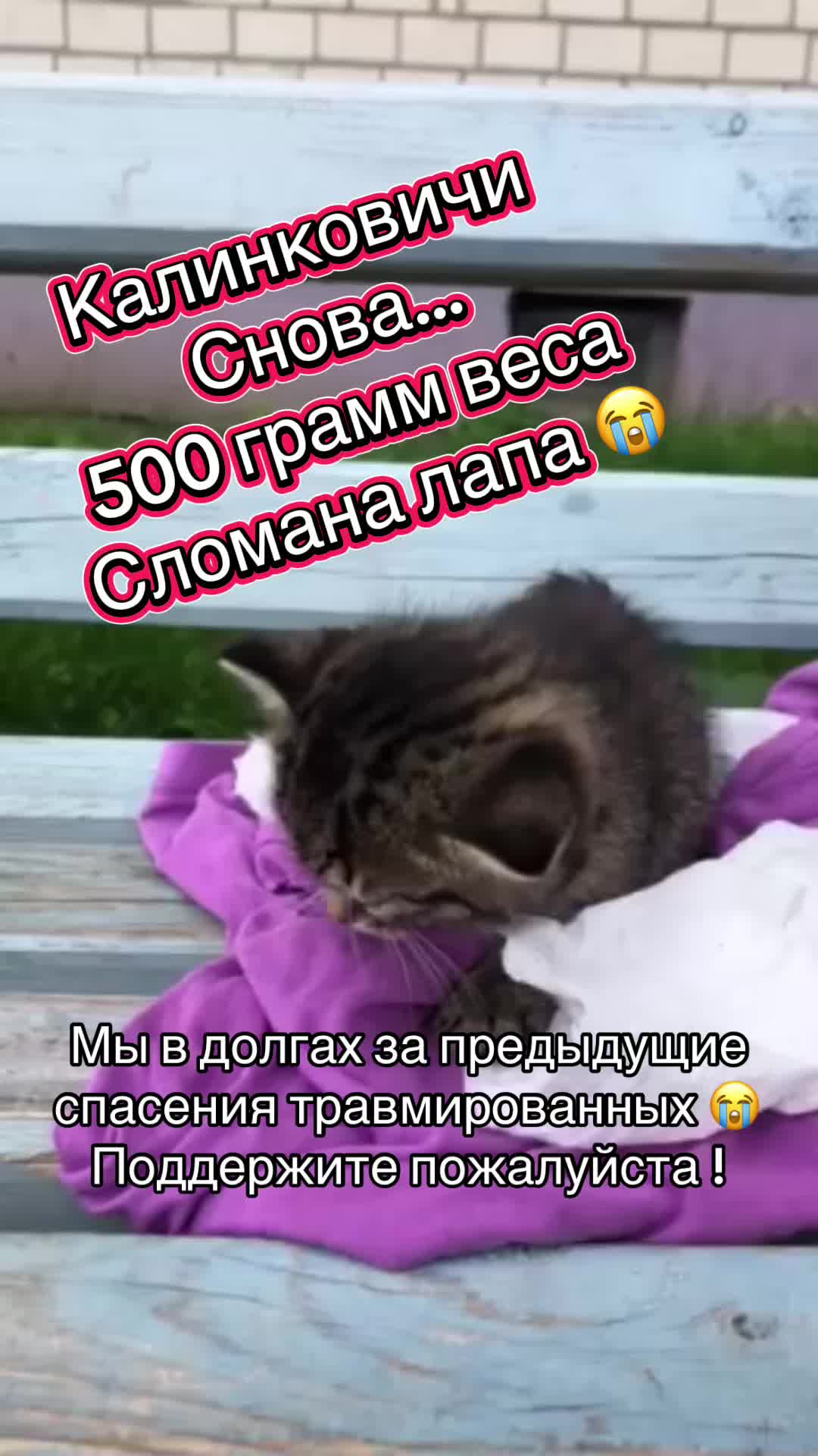 @Директор «Песокот»250🐈🐶