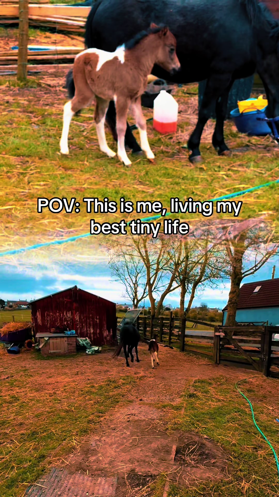 @SummerMoor Miniature horses