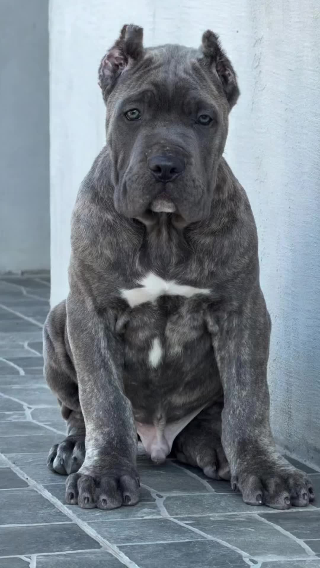 @bugattibloodlinekennels