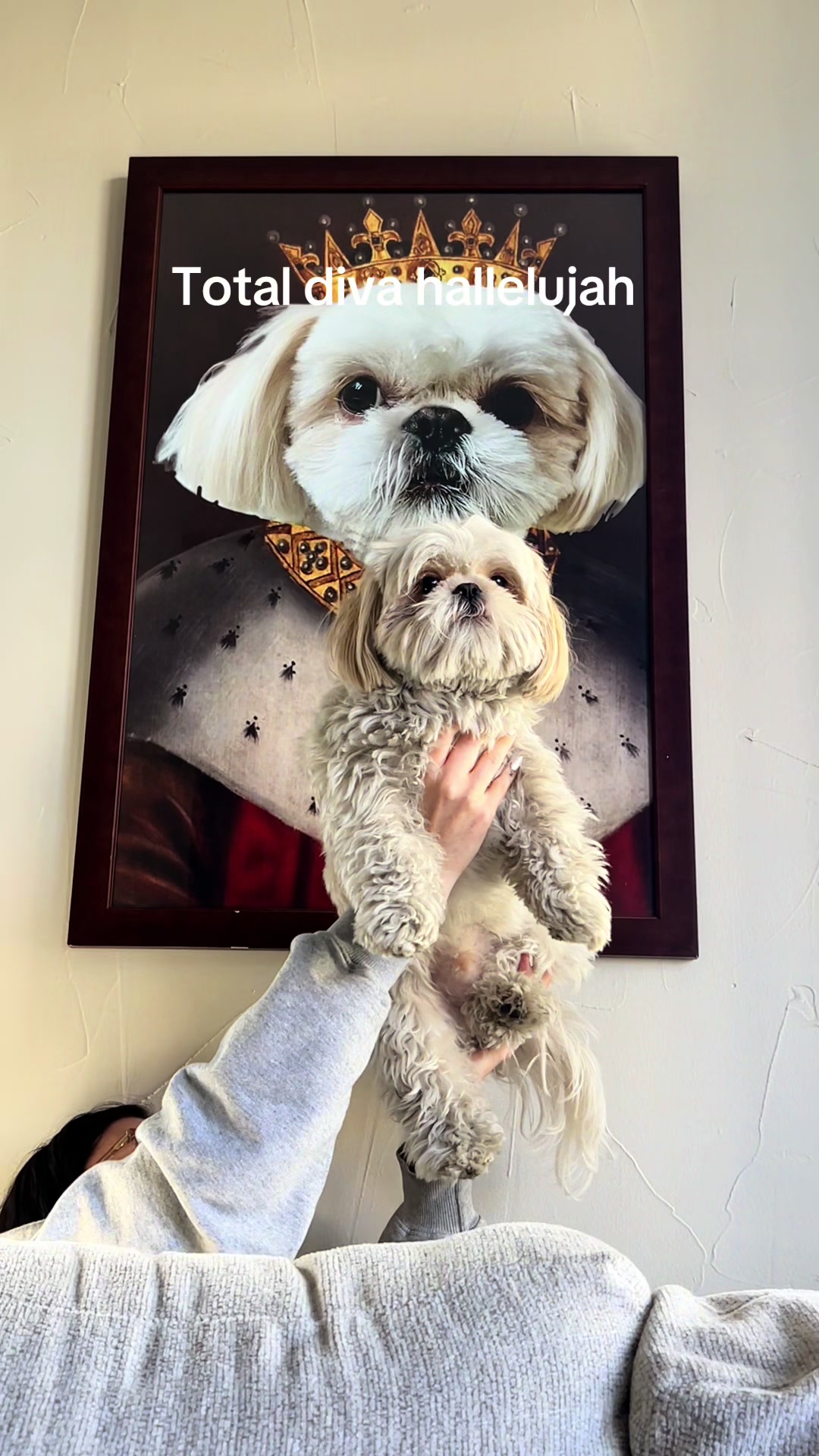 @Hugh the Shih Tzu