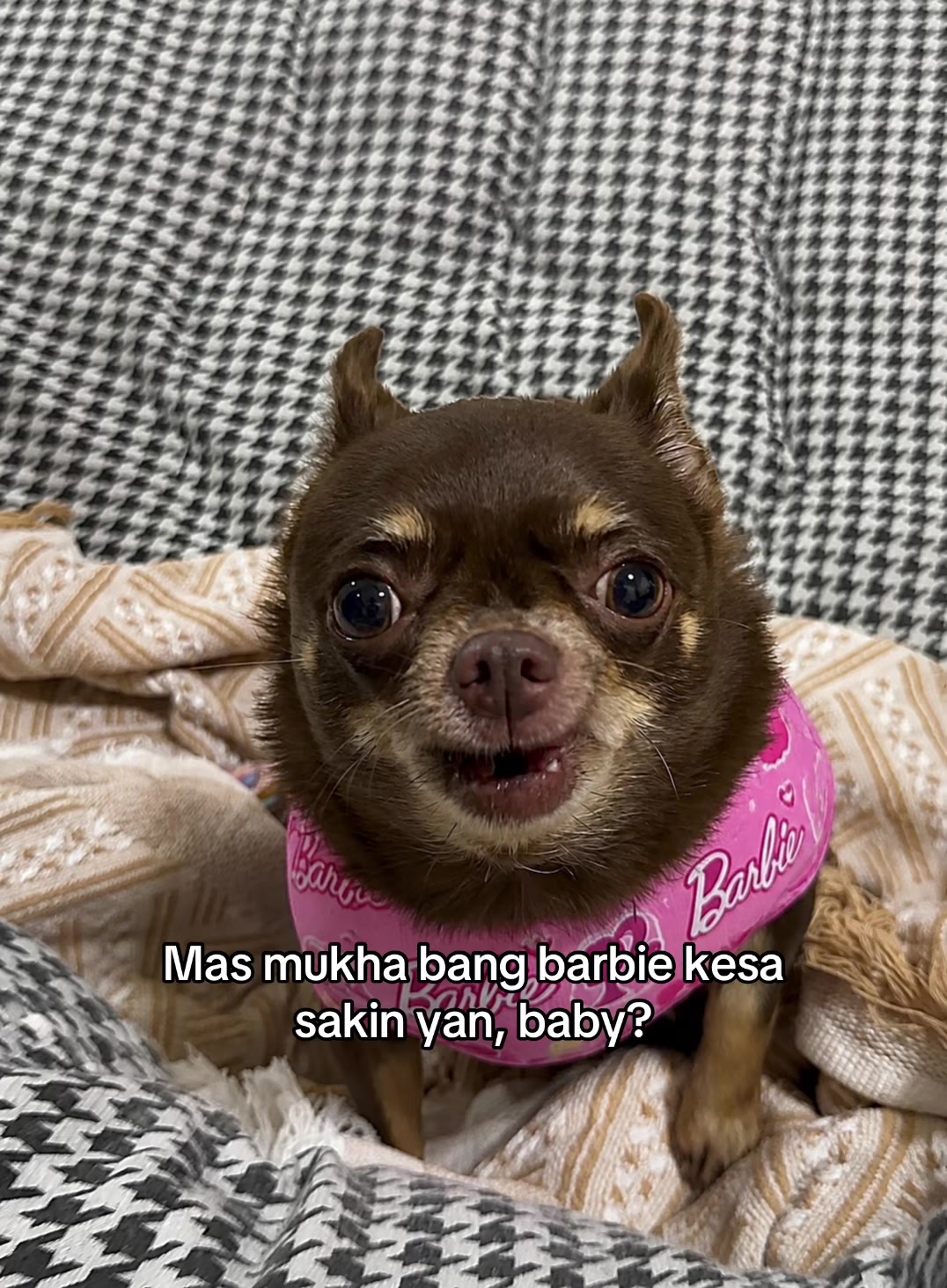 @Bambi
