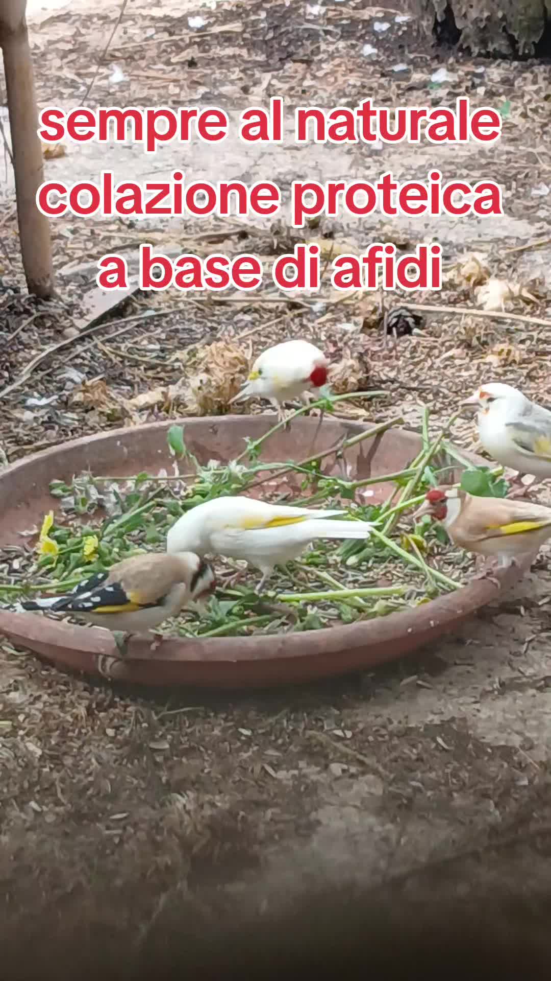 @Leonardo Dellacorte