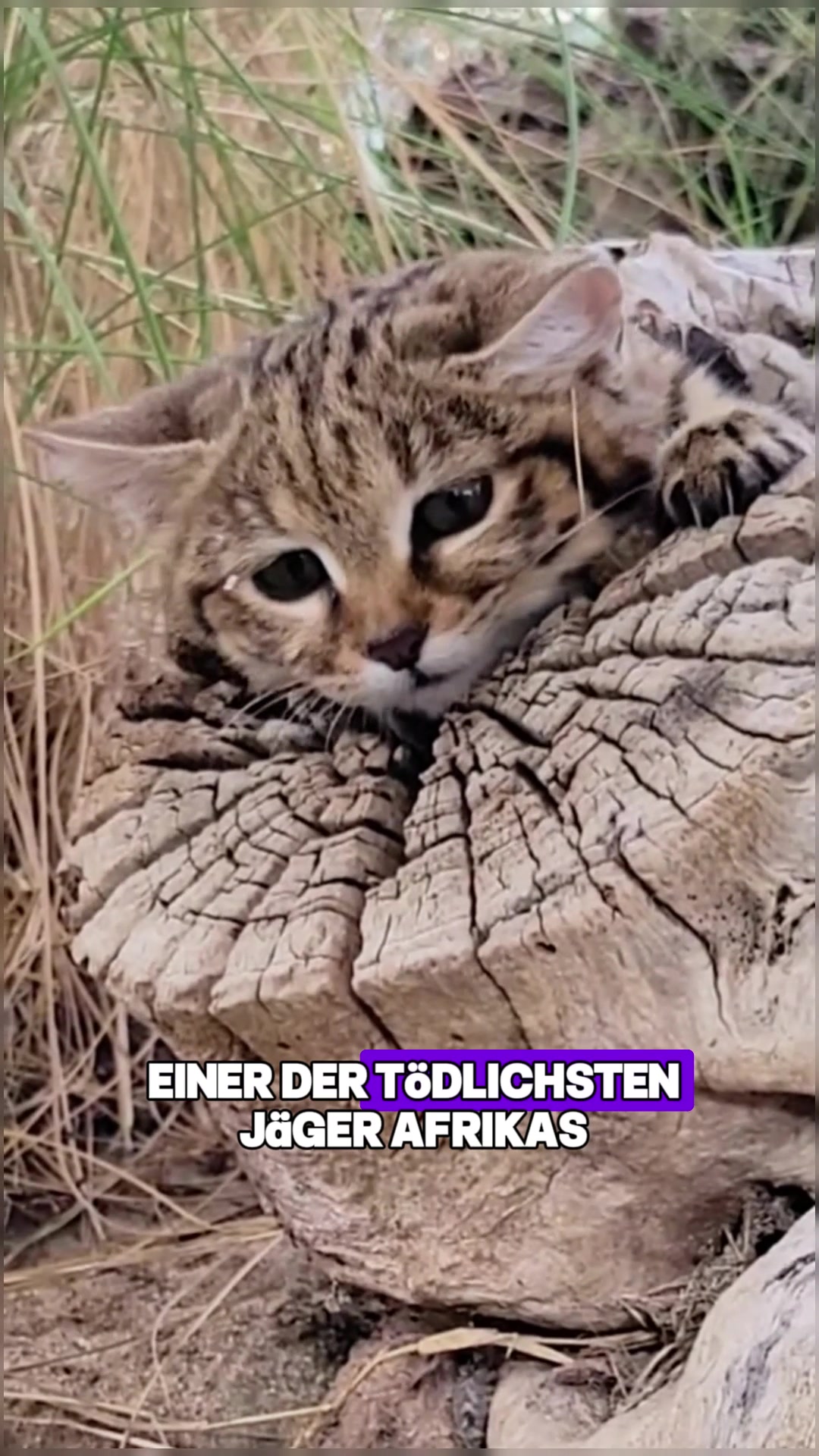 @Tierheim