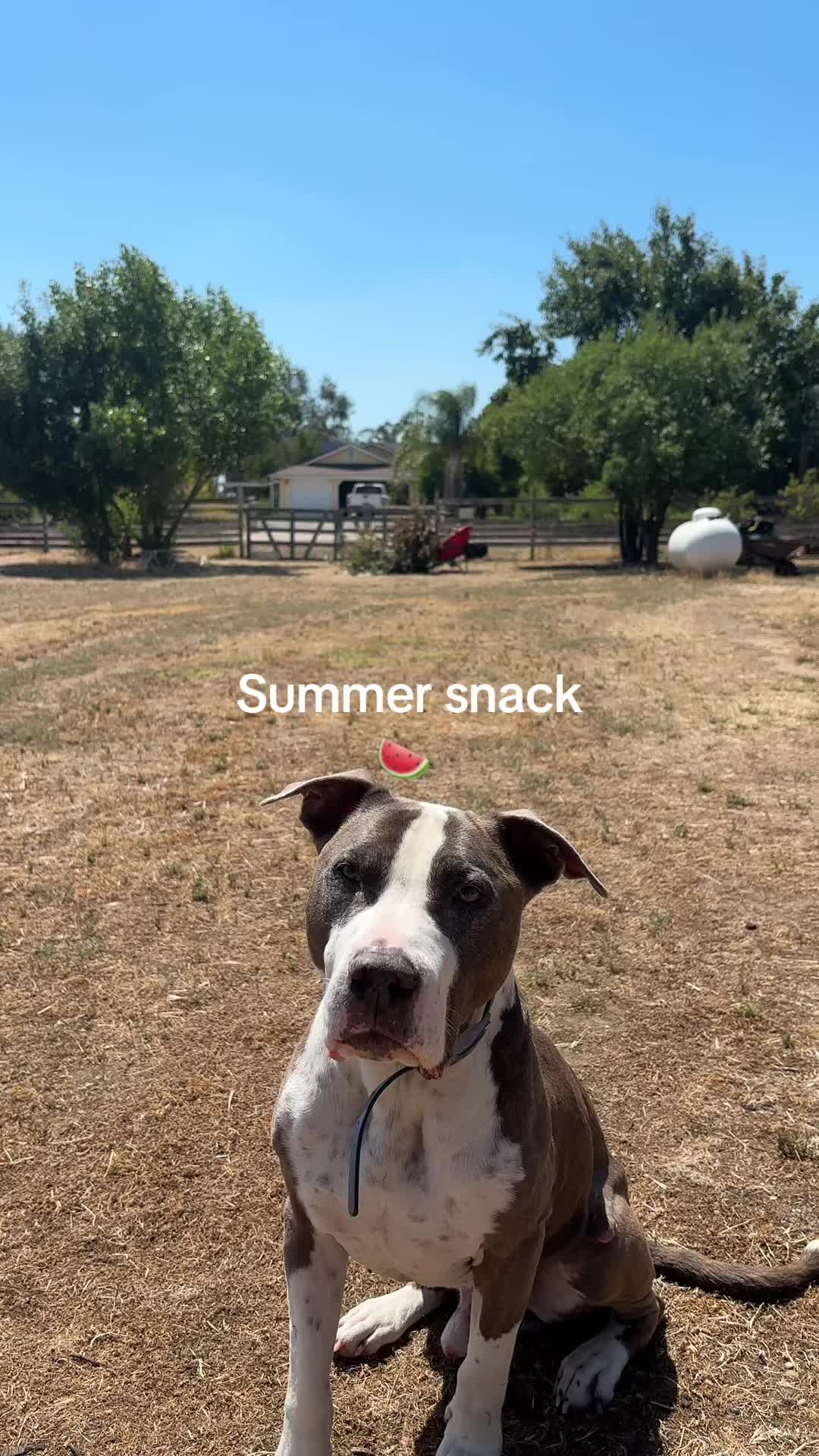 @caponethepitty