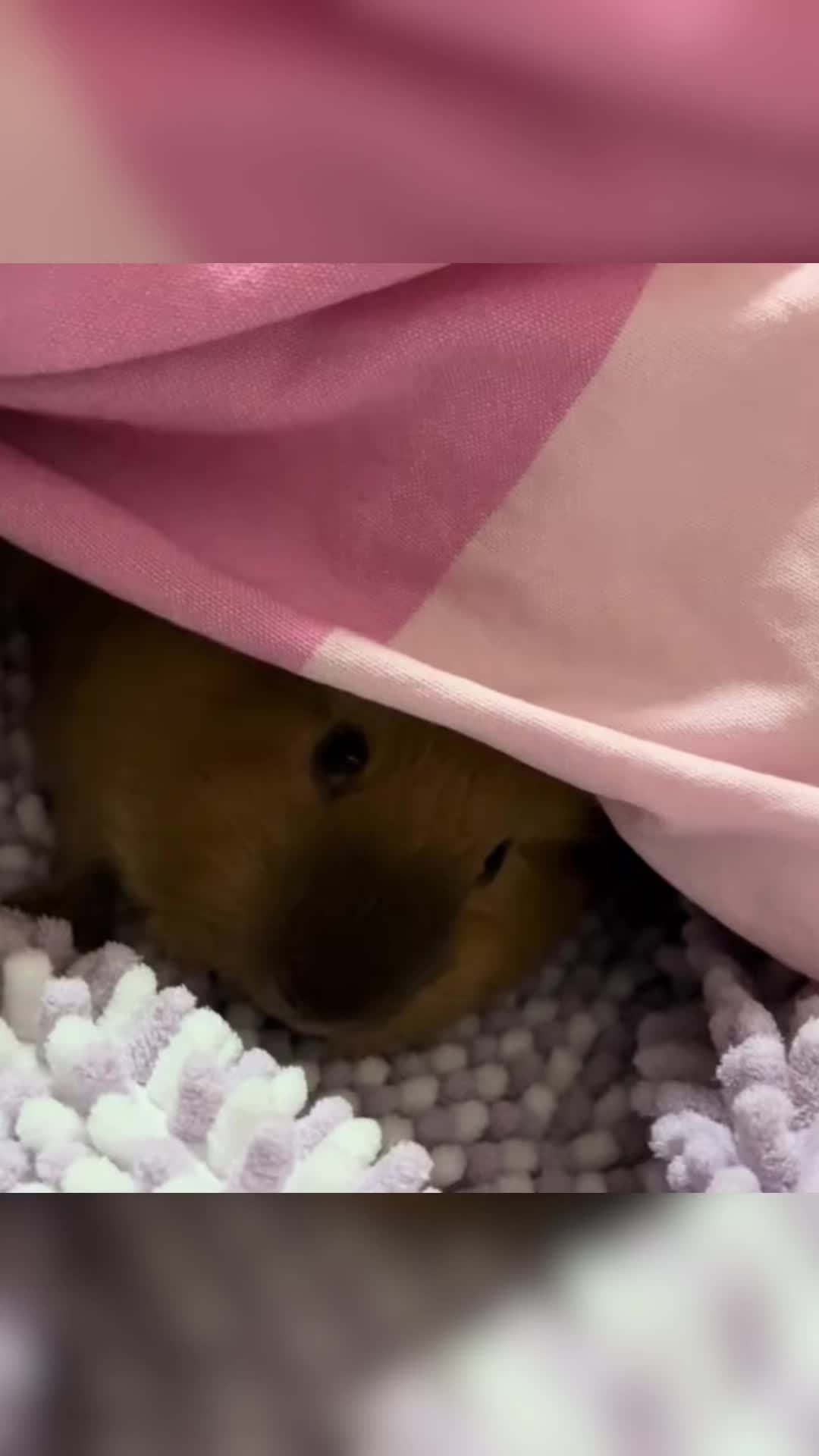 @CuteAnimal