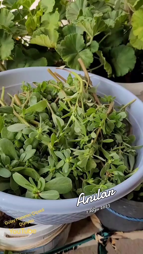 @G&uuml;lay Hanımın &Ccedil;i&ccedil;ekli D&uuml;nyası