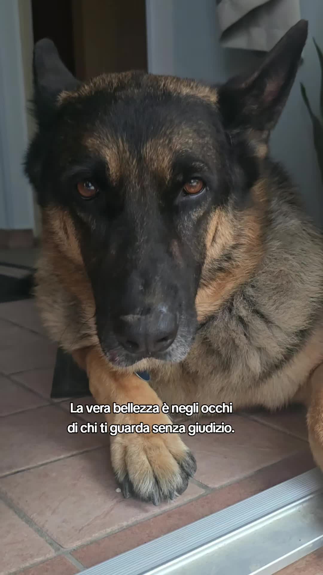 @⚜️🐾THOR&PICKY🐾⚜️