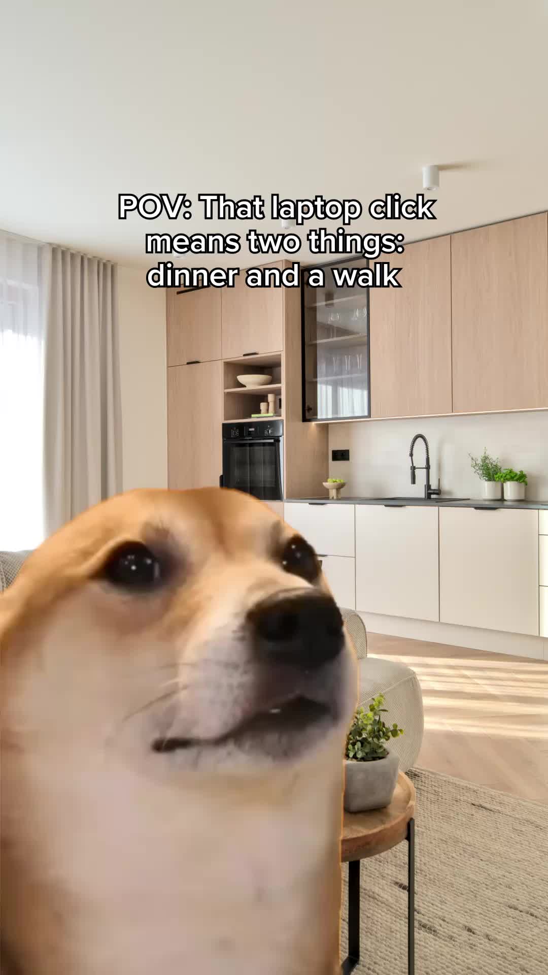 @Primal Pet
