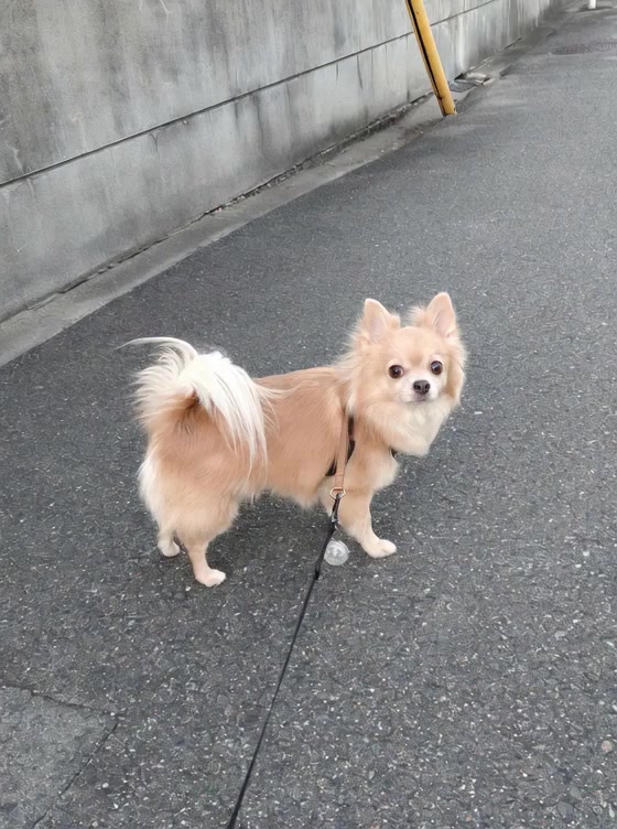 @ふとし