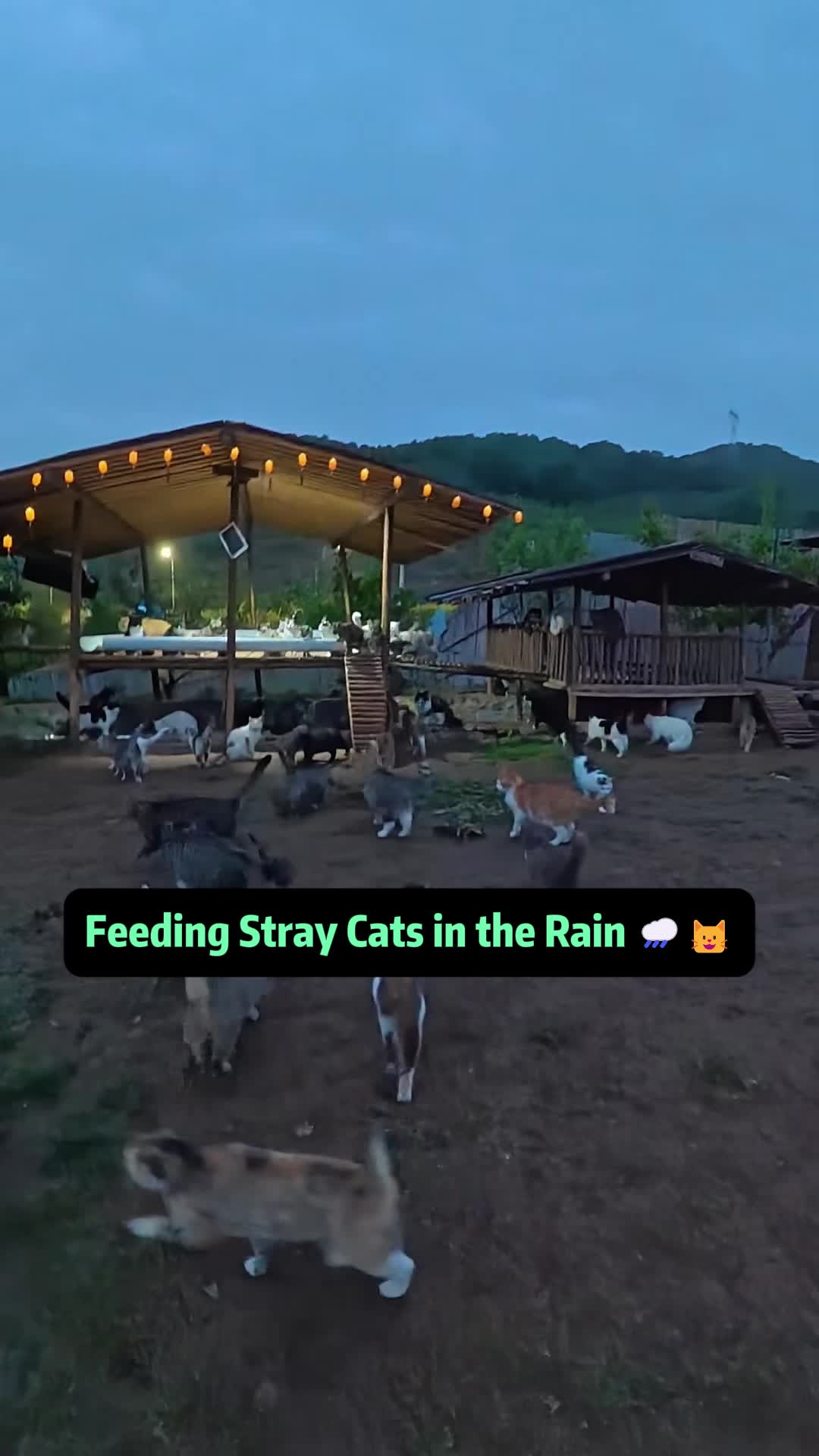 @Stray Cat Talkz